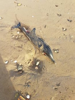 Delfín hallado en Melilla