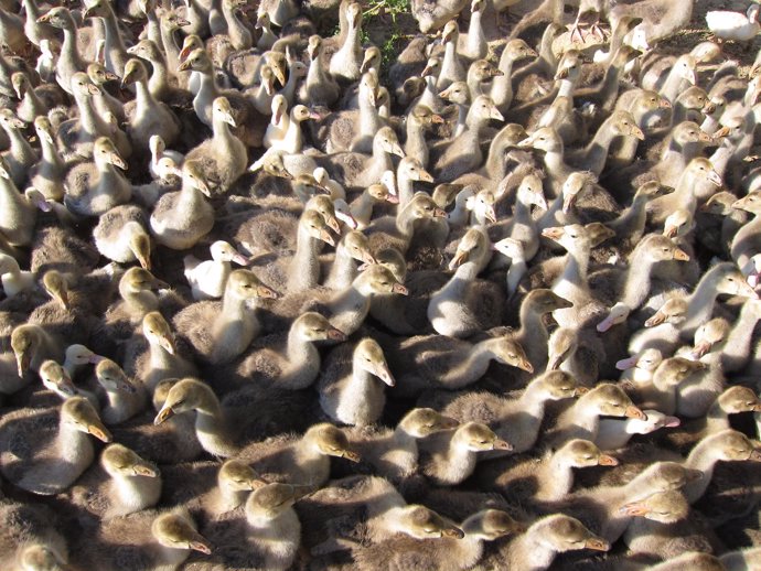 Polluelos De Pato Y Oca, Patos Y Ocas, Explotación Avícola