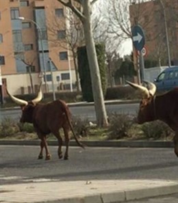 Sueltan a dos toros de un circo en Ciudad Real al grito de 'Liberación animal'
