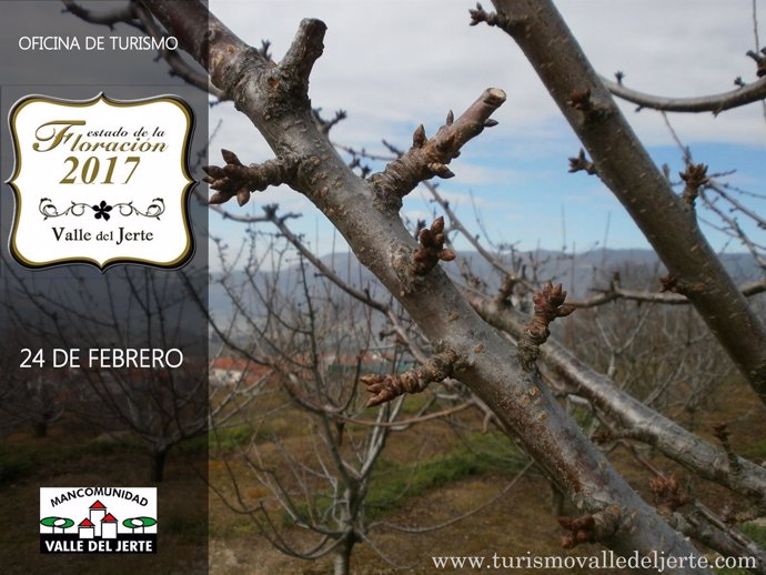 Información sobre la floración de los cerezos del Jerte