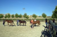 Siete usuarios con diversidad funcional recibirán terapia asistida por animales en Nuñomoral