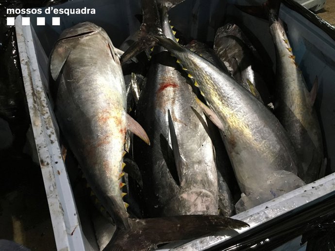 Tonyina decomissada