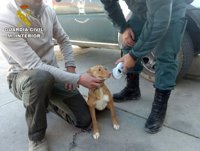 Una campaña de la Guardia Civil de Córdoba para el control de perros en época de caza recupera 29 sustraídos