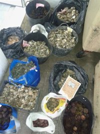 La noche del primer sábado del Carnaval de Cádiz deja 95 intervenciones sanitarias, ninguna grave