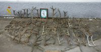 Intervenidas más de cien cuernas de ciervo a la venta en Las Navas (Sevilla)