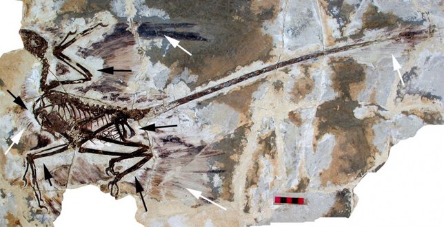 Fósil de microrraptor incluye impresiones de alas con plumas