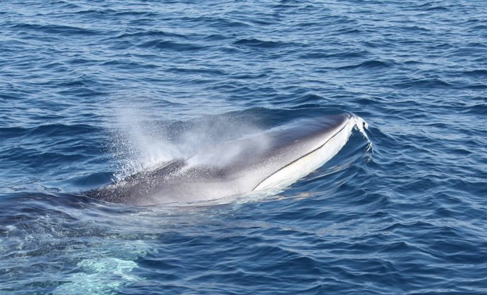 Imatge d'arxiu d'un rorqual comú