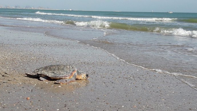 Tres tortugas recuperadas en el Arca del Mar regresan al mar