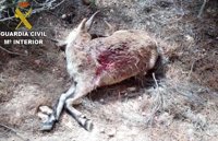 Investigan a un cazador furtivo que cayó por un barranco con la cabra abatida tras ser descubierto