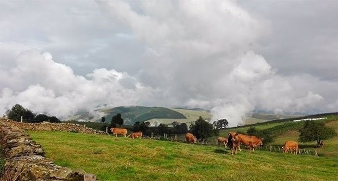 Vacas de la  I.G.P. Ternera Asturiana