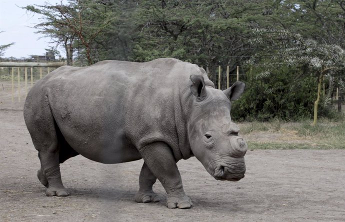 Un ejemplar de rinoceronte blanco sin cuerno en un parque natural.