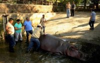 Gustavito, el hipopótamo del Zoo Nacional de El Salvador, muere tras recibir una paliza