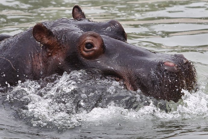 Sol, a three-year-old hippopotamus refreshes itself in a pond at the zoo "Parque