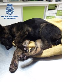 Cachorro rescatado en Vélez-Málaga