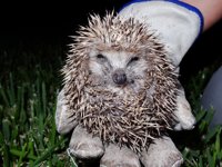 La UA censará la población de erizo europeo del monte Benacantil de Alicante