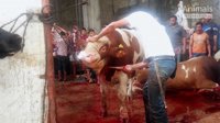 ONGs piden a la UE y a los Veintiocho que prohíban exportar animales vivos a países que no cumplen con el bienestar