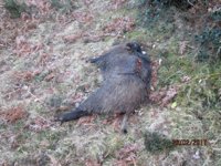 Fapas alerta sobre un cebadero para matar lobos de Las Ubiñas-La Mesa