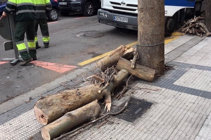 Rama desprendida en la calle Almagro