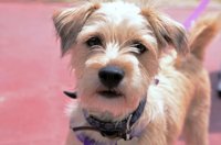 Las Corts reclaman un estudio para permitir y regular el acceso de mascotas en FGV en el plazo de un año