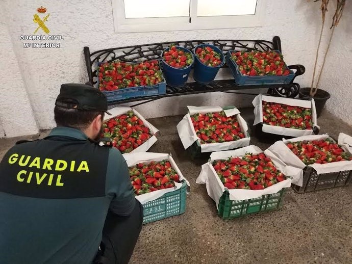 Fresas robadas en Almonte.