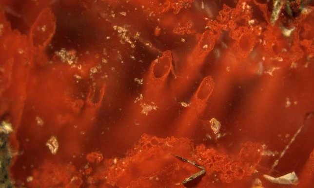 Tubos de hematita de depósitos hidrotermales dejados por las bacterias