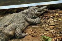 Un grupo de visitantes mata a pedradas a un cocodrilo en un zoológico de Túnez