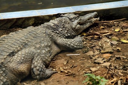 Un grupo de visitantes mata a pedradas a un cocodrilo en un zoológico de  Túnez