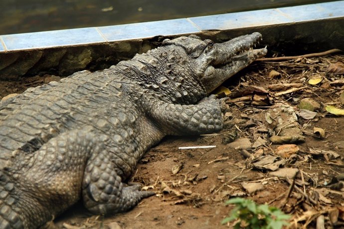 A West African Slender-snouted Crocodile is pictured in its enclosure at the zoo