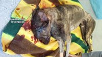 Investigado por maltratar a un galgo en Cáceres que tuvo que ser sacrificado