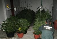 Dos detenidos e intervenidas 35 plantas de marihuana en Fabero