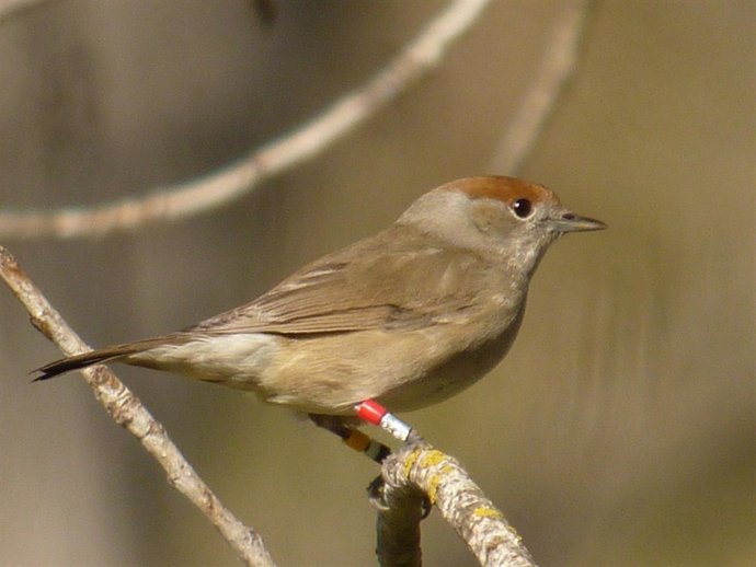 Curruca capirotada hembra en el río Serpis 