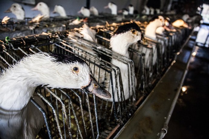 Granja d'engreixament d'ànecs per fabricar foie gras