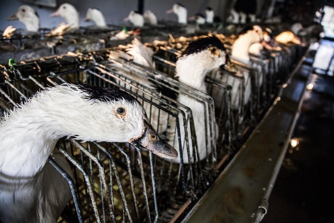 Granja d'engreixament d'ànecs per fabricar foie gras