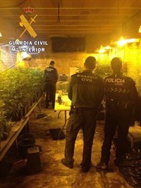 Dos detenidos en Méntrida (Toledo) por tener en un garaje casi 3.000 plantas de marihuana