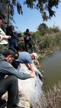 Junta de Andalucía libera más de 70 kilos de angulas inmaduras en el Guadalquivir por Alcalá del Río (Sevilla)