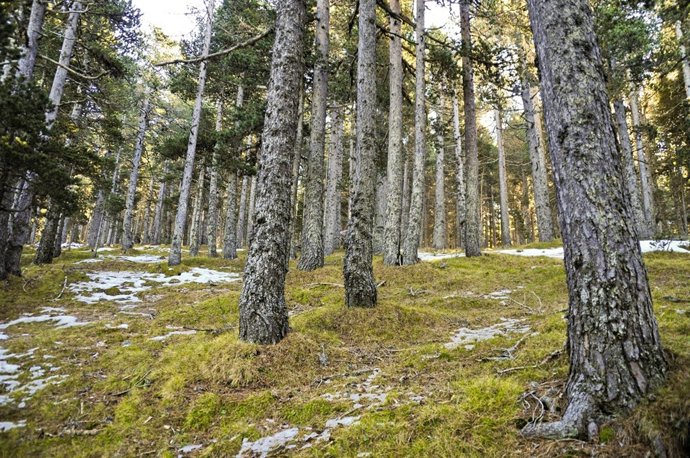 Bosque de pino negro