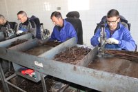 Viveros Villanueva se instala en Mallorca tras la prohibición de sacar vegetales por la 'Xylella fastidiosa'