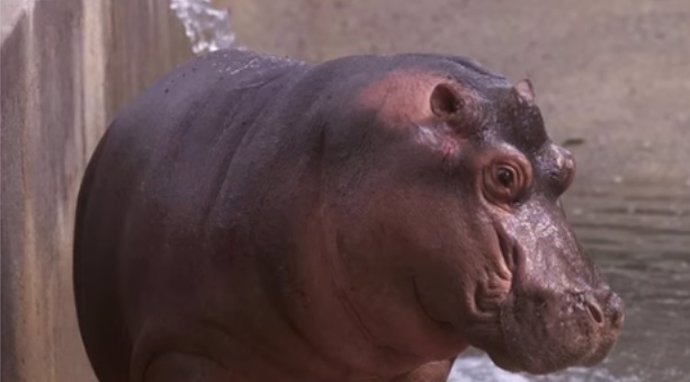 Hipopótamo gustavito