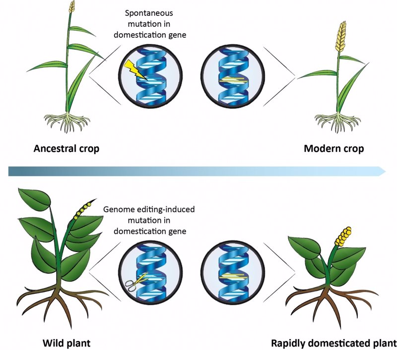 Proponen usar CRISPR para acelerar la domesticación de plantas