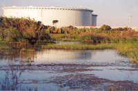 Hasta 16 especies de flora amenazada prosperan con éxito en la Laguna Primera de Palos gracias a Fundación Cepsa