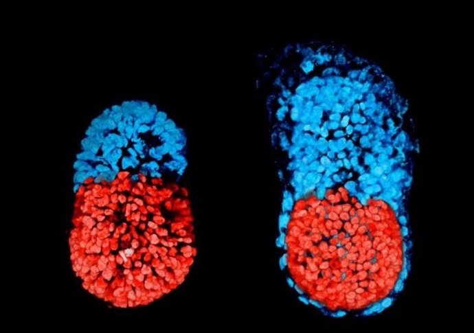 Crean un embrión de ratón artificial a partir de células madre por primera vez