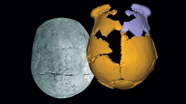 Reconstrucción de cráneo de un humano arcaico