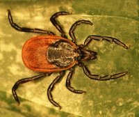 Investigadores de la UCLM descubren las estrategias de las garrapatas para protegerse de los patógenos