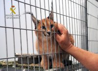 Guardia Civil localiza en una vivienda 19 primates y 70 aves para el tráfico nacional e internacional