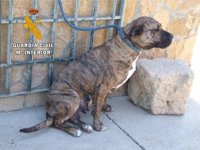 Detenido un veterinario por falsificar la documentación de los perros que mataron a un hombre