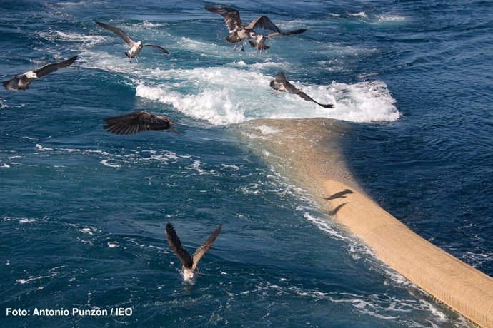 Aves en el Mar Cantábrico