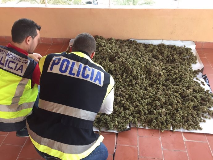 Cogollos de marihuana incautada