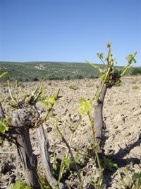 Agricultura declarará emergencia cinegética en C-LM por plaga de conejos