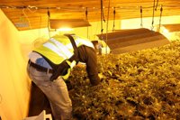 Desmantelan dos plantaciones de marihuana con 500 plantas en Reus y Miami Platja