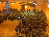 Detienen a un matrimonio de 54 años por cultivar 273 plantas de marihuana en su casa de Gandia